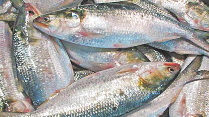 দুর্গাপূজায় বাংলাদেশের ইলিশ চায় ভারত